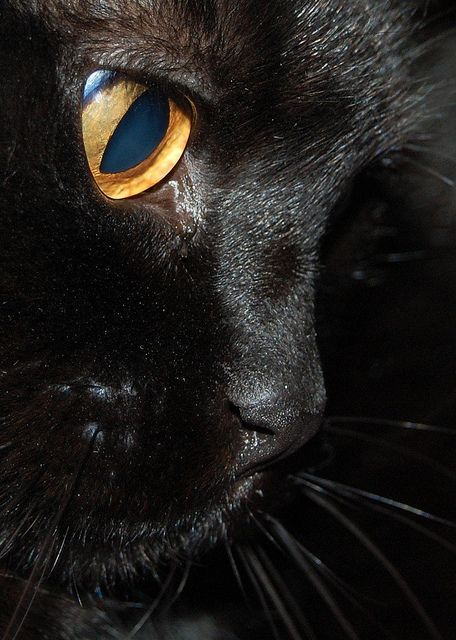 catsbeaversandducks:  Black Cats are Good Luck Photos via Pinterest 