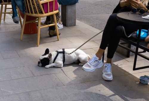 I Love French Bulldogs :)