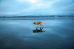 a-night-in-wonderland:  Amazing photos of a husky playing on a mirror like frozen lake 