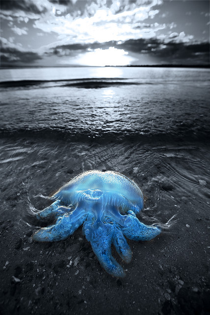 wavemotions:  "Cordon Bleu" - Catostylus by Garry - www.visionandimagination.com