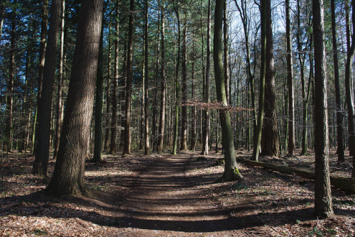 Woodland Path by Van Zoelen on Flickr.