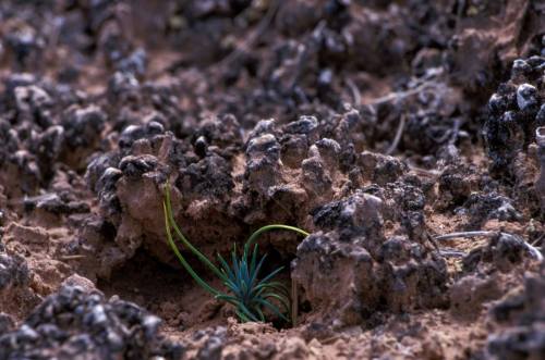 Crunchy SoilIf you ever go off-trail in the iconic deserts of the American Southwest, you might noti