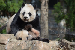 giantpandaphotos:  Mei Xiang with her cub