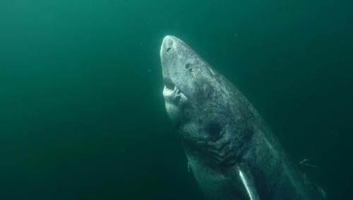 kazuhiramlller: biff-donderglutes: a-40k-author: A 392 year-old shark found in the Arctic. This guy 