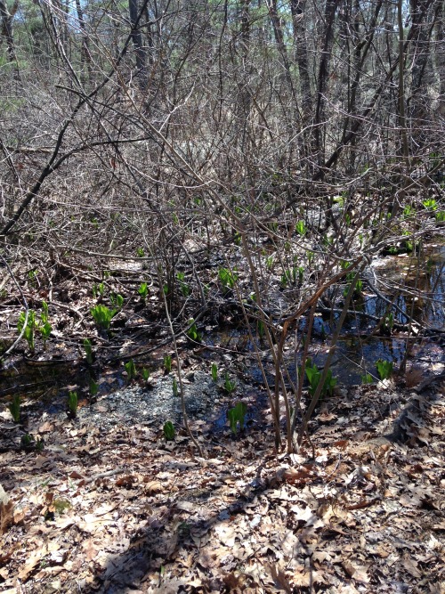 2.27.16 - Skunk cabbage I saw on a hike in Pembroke, NH about two years ago. So cute that it seems t