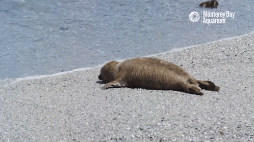 montereybayaquarium:May these Monterey Bay marine mammals make your day more marvelous