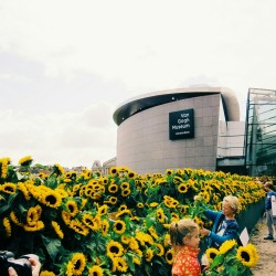 floyel:  Van Gogh Museum (Amsterdam) today, surrounded by a maze of 125,000 sunflowers where everyone was allowed to take home as many sunflowers as they wanted to.  