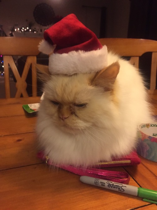 taylorletsbefriends:Everyone please appreciate my cat in a Santa hat that he wore for a solid 30 min