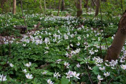 danmarks-natur:The forests in Denmark are covered in blooming wood anemones (Anemone nemorosa).De he