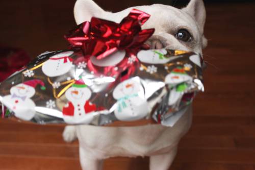 awwww-cute:  I can has present early?