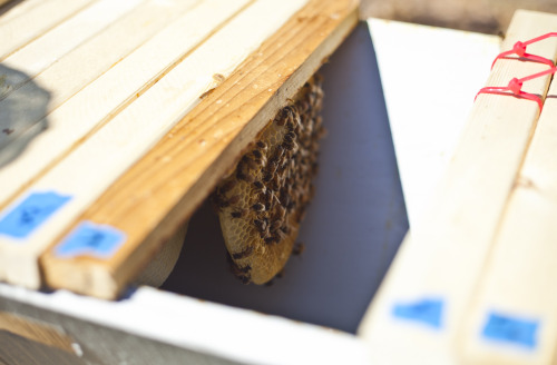 sharaflea:Checking the hive a week after new queen installation. Queen is free of the cage, alive an