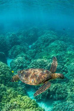 flowerling:   Green Sea Turtle Swimming among Coral Reefs off Big Island of Hawaii by Lee Rentz    