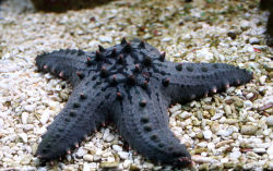 astronomy-to-zoology:  Horned Sea Star (Protoreaster nodosus) Also known as the Chocolate Chip or Knobbed Sea Star, the horned sea star is a species of oreasterid sea star that occurs in warm, shallow waters in the Indo-Pacific. Like many other sea stars