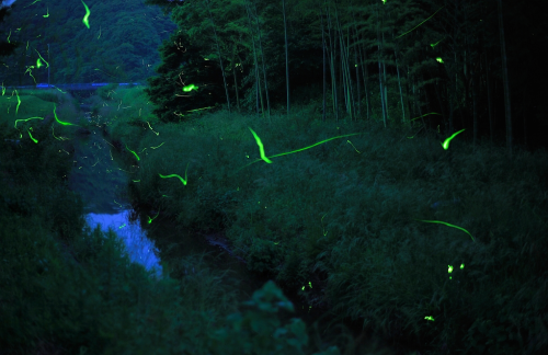 nubbsgalore:  the japanese word for firefly is hotaro, which is thought to derive from ho taru, which literally means ‘to drip fire’. there are about two thousand species of firefly, but japan is notable for its two aquatic species, the genji and