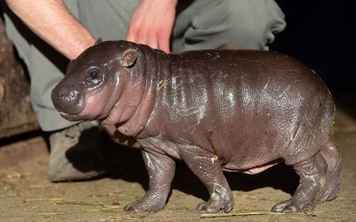 Hungary hippo: A three-week-old pygmy hippo calf walks in front of a keeper at Szeged Zoo, near Budapest. Picture: CSABA SEGESVARI/AFP/Getty Images