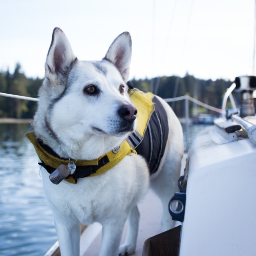 Just a dog enjoying his day.