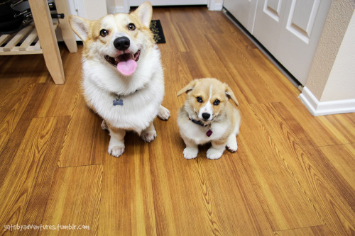 corgiaddict:lilikoimcgilliganthecorgi:gatsbyadventures:Gatsby and Scout: then and now. GAH h