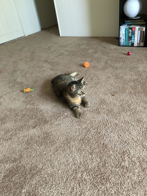 hydiecat:Exploring our new apartment (incentivized by treats, of course).