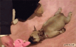 wantspussy25:  only——gifs:  Gif 1650  