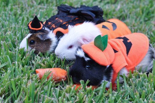 Photo credit: Kelsey. The one wearing our Halloween dress is Nancy, a guinea pig rescued by Austin G