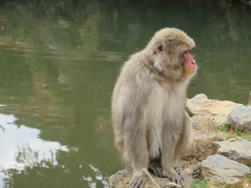 Ah, Arashiyama! Today we visited one of my favourite places, Arashiyama. I&rsquo;d been there on my 