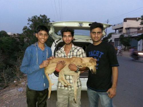 be-their-sound:  Guardians of The Voiceless are a team of volunteers in India driven to create a cruelty free generation. They care for the less fortunate in India, animals and children. Founder Pankaj Arora works tirelessly to help all animals in need