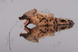 pathopathology:   Spotted hyena and its reflection
