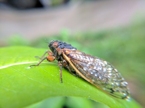 Our yard is currently swarming with dozens of freshly emerged cicada because we’re the only ones who