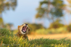 samaralex:  Lion Yawn Brendon Cremer 