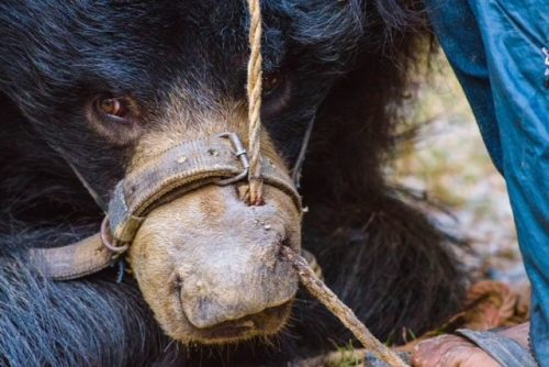  Take Action: This ‘dancing bear’ was 'rescued’ with one other bear in December. T