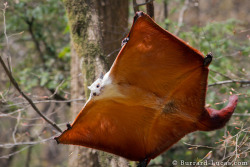 libutron:  Red and white giant flying squirrel The spectacular Petaurista alborufus (Sciuridae) in “flight”.  This large flying squirrel from Asia (China and Taiwan) has beautiful blue eyes, as you can see in this earlier post. Photo credit: ©Will