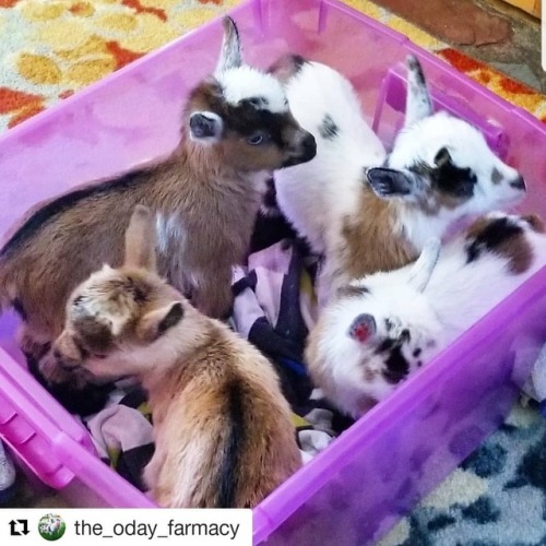 #Repost @the_oday_farmacy (@get_repost)・・・Yes, it&rsquo;s exactly what you think it is. A goat tote!