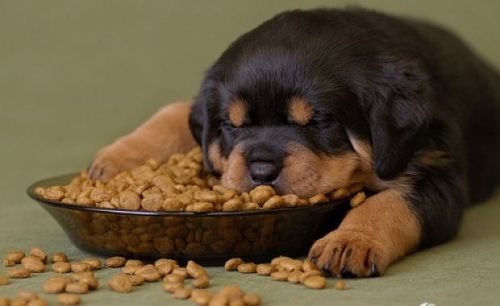 thecutestofthecute:  Rottweiler Appreciation Post 