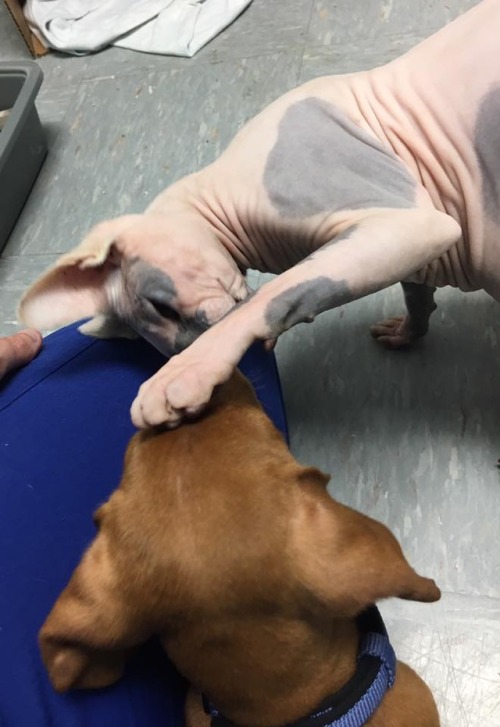 catsbeaversandducks: Meet Nurse Raisin She’s cute, professional, kind and very efficient! Photos by Raising Raisin - The Animal Medical Clinic Sphynx Kitty 