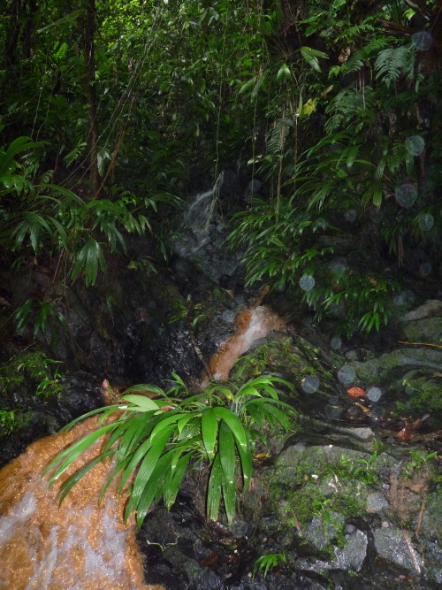 ranabiloba: Red Carpet waterfall, rainforest in Trinidad and Tobago…. The rainforest: proclaimed si