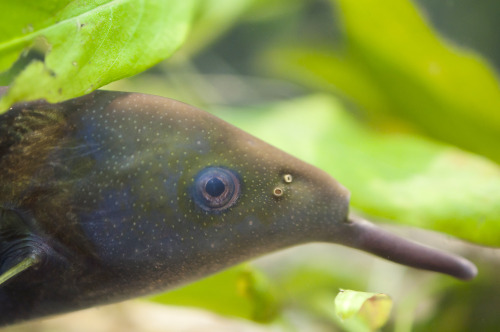 Elephant Nosefish Peters&rsquo; elephantnose fish is an African freshwater elephantfish in the g