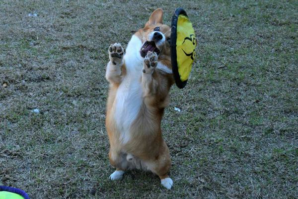 pleatedjeans:  20 Corgi Athletes That Are Trying Their Best