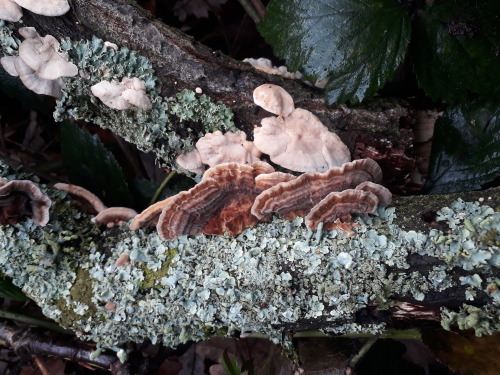 Epping forest, London, UK, December 2020Turkeytail (Trametes versicolor)Next Christmas I want to get