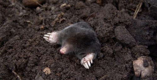 Mole Control in East Renfrewshire #Garden #Mole #Removal #East #Renfrewshire https://t.co/VQWx2fbwUO “ Mole Control in East Renfrewshire #Garden #Mole #Removal #East #Renfrewshire https://t.co/VQWx2fbwUO
— Pest Control Service (@pestremovaluk)...