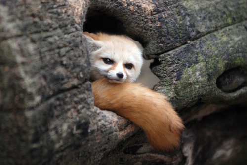 Fennec fox in a moodPhoto by In Cherl Kim