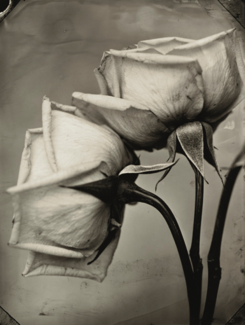 Tom Baril  'TWO ROSES&rsquo;