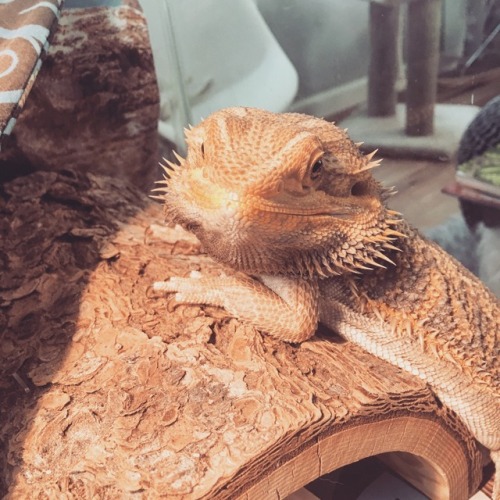 She Sits And Looks At Me Like She's Waiting For Something