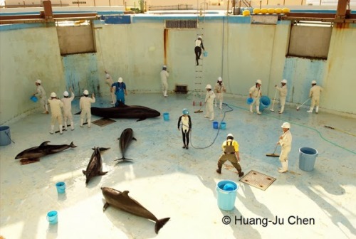 cute-whales: The dolphin show Wandering behind the scenes at a Japanese aquarium, where captive dolp