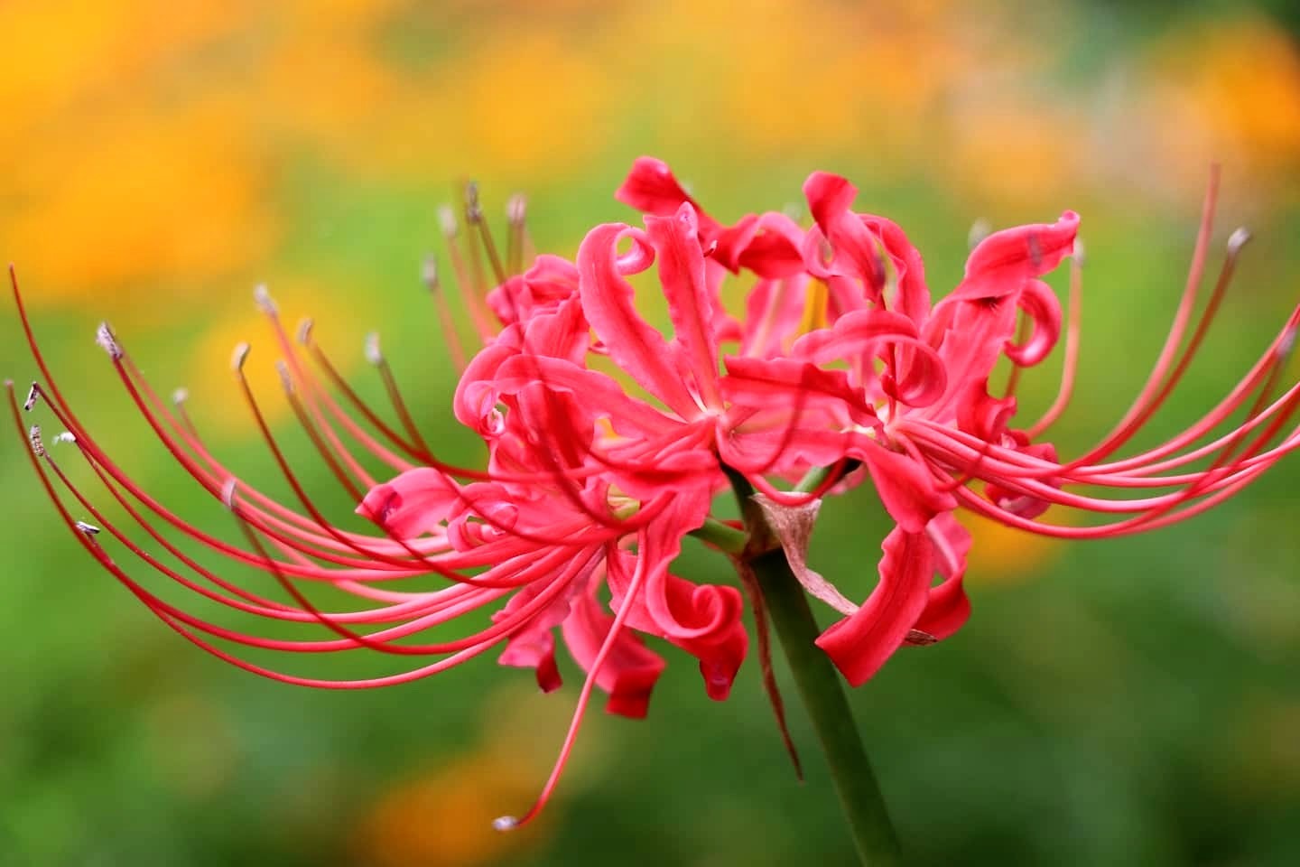 Red Spider Lily Explore Tumblr Posts And Blogs Tumgir Red Spider Lily Explore Tumblr Posts And Blogs Tumgir