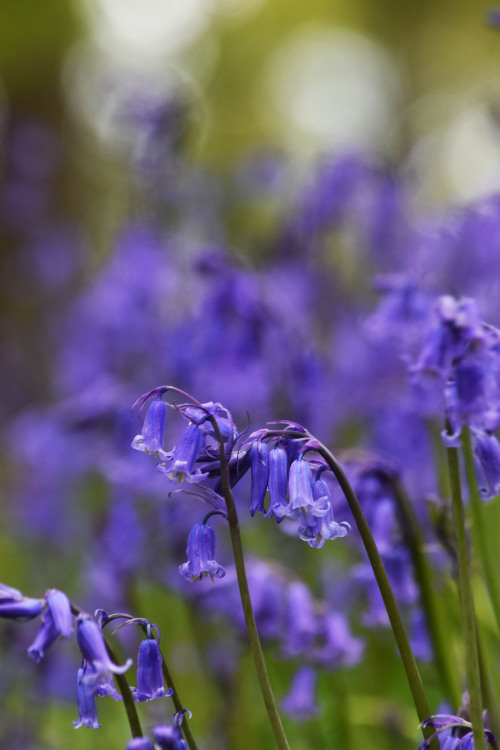 Kinclaven Bluebell Wood, Perthshire, ScotlandIt was quite a delight to walk through these woods and 