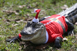 shesawhiskeylover:  yourmomsacunt:  thepredatorblog:  buzzfeed:   Look at these alligators. They’re in Santa costumes.   IT’S A WONDERFUL TIME OF YEAR   Lmfaoo awwwweee  I want one