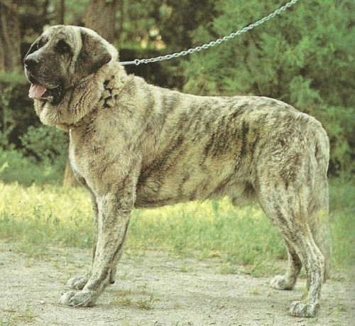 livestockguardiangod: Brindle Spanish Mastiff, source