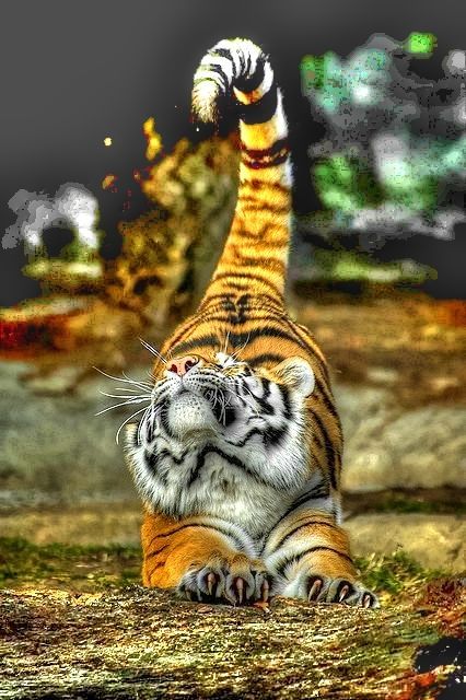 our-amazing-world:  Ninja Assassin Preda Amazing World beautiful amazing