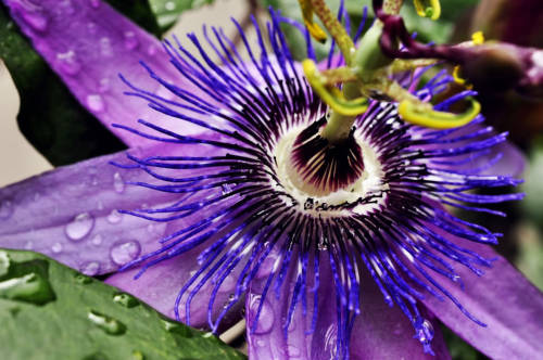  Passion flower appreciation post 