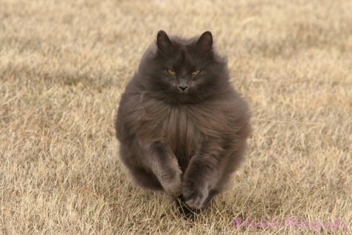 knucklechuffed: dammitmat: milkywaywhite: Meet Sygmond The Grey, a truly majestic cat from the north